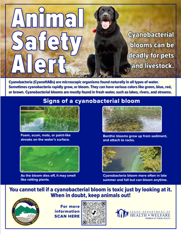 Cyanobacteria Blooms - Animal Safety Alert *PDF Download*