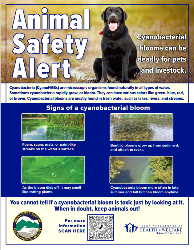 Cyanobacteria blooms - Animal Safety Alert *PDF Download Only